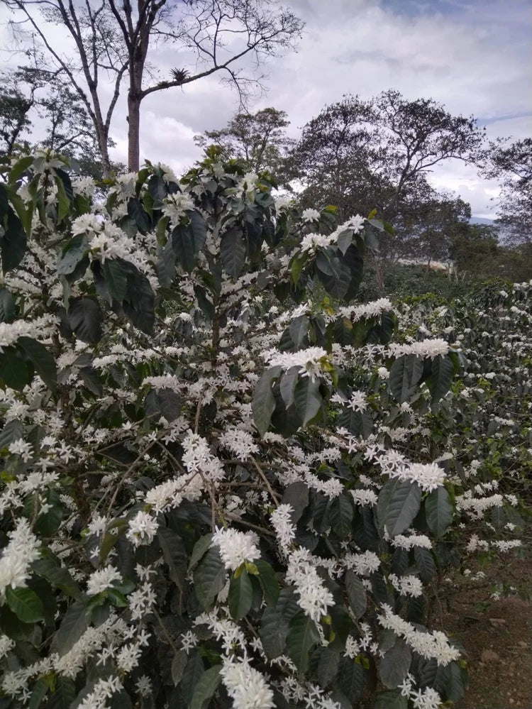 Colombia - Fruity Loops - Gesha