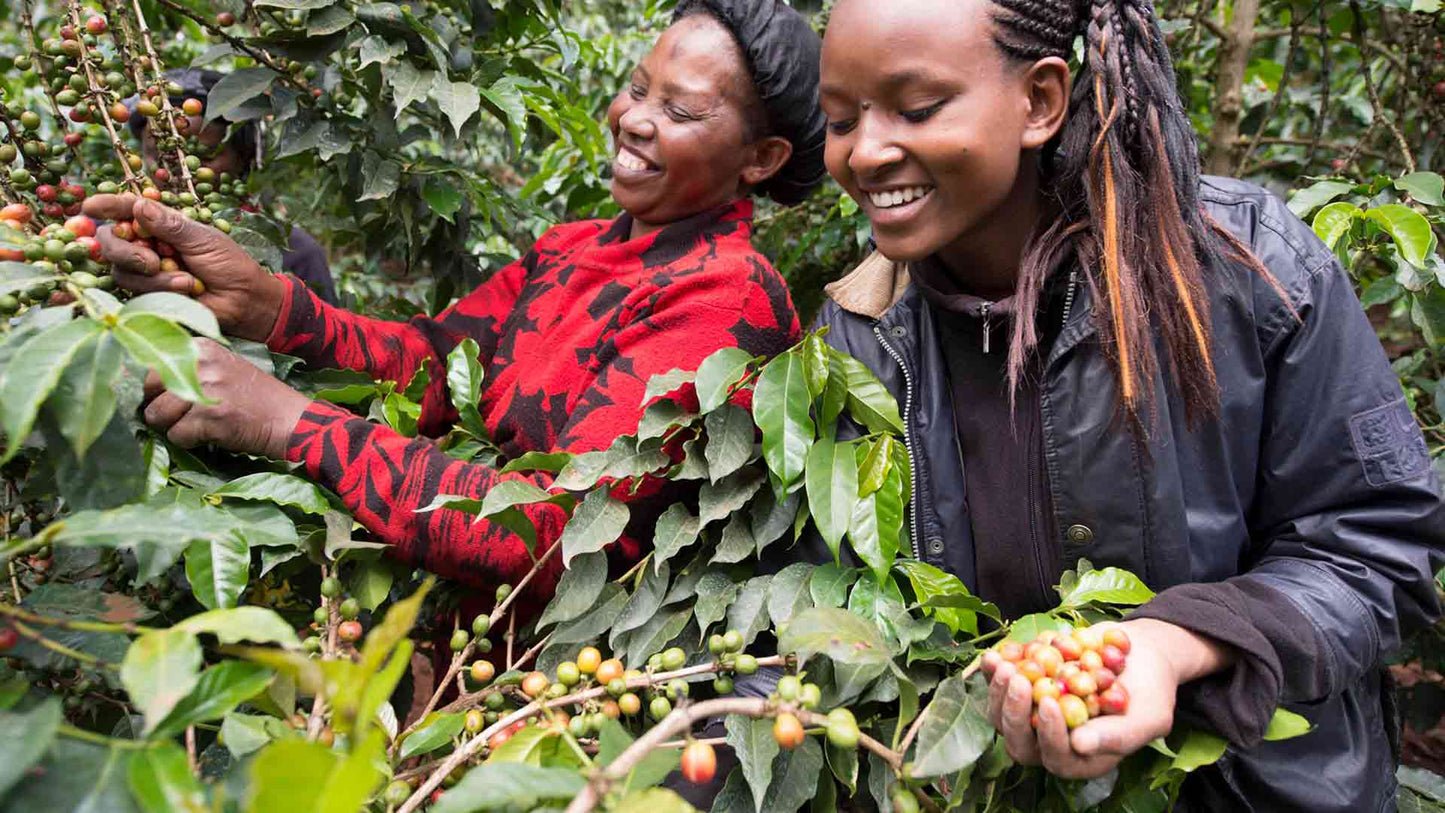 Winter Solstice - Seasonal Coffee