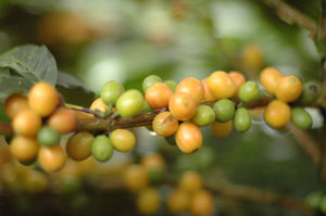 Coffee Plant Basics