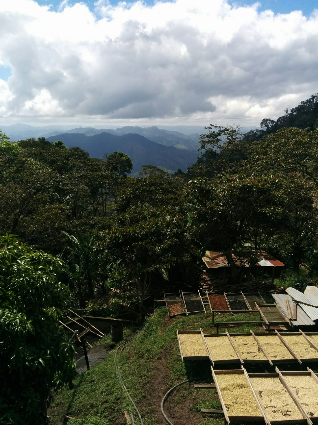 1. Origin Trip: Finca La Esperanza, Nicaragua