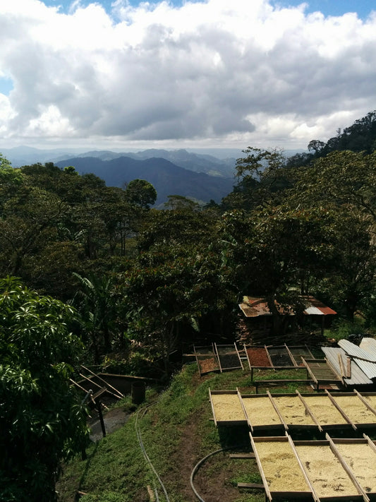 1. Origin Trip: Finca La Esperanza, Nicaragua