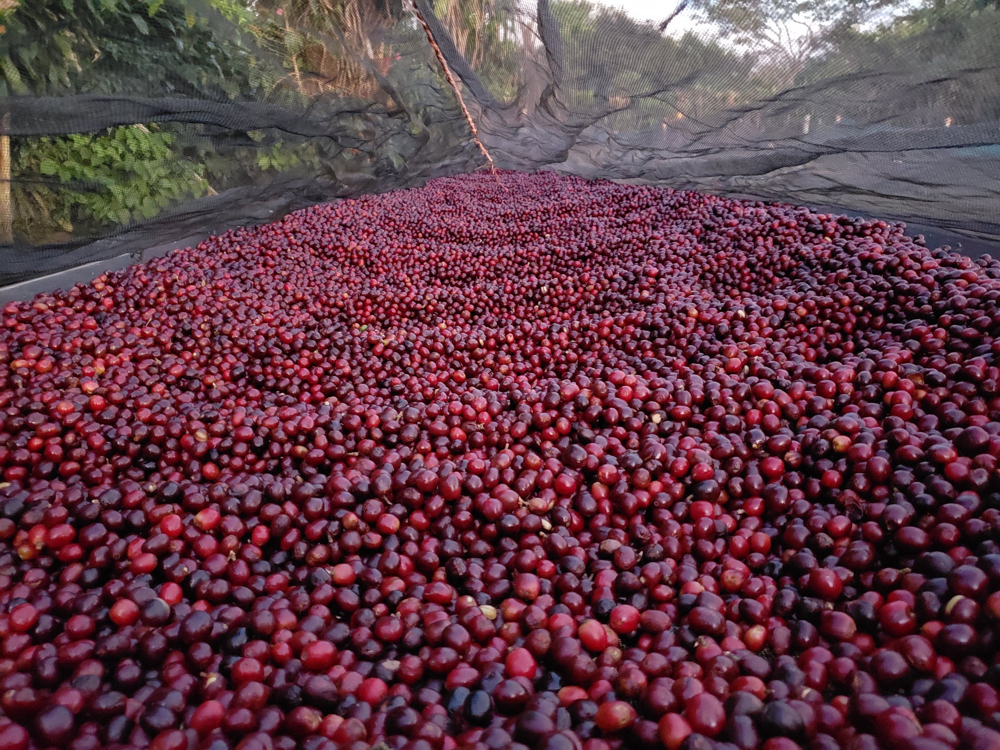 Winter Solstice Seasonal Coffee - Outpost Coffee Roasters