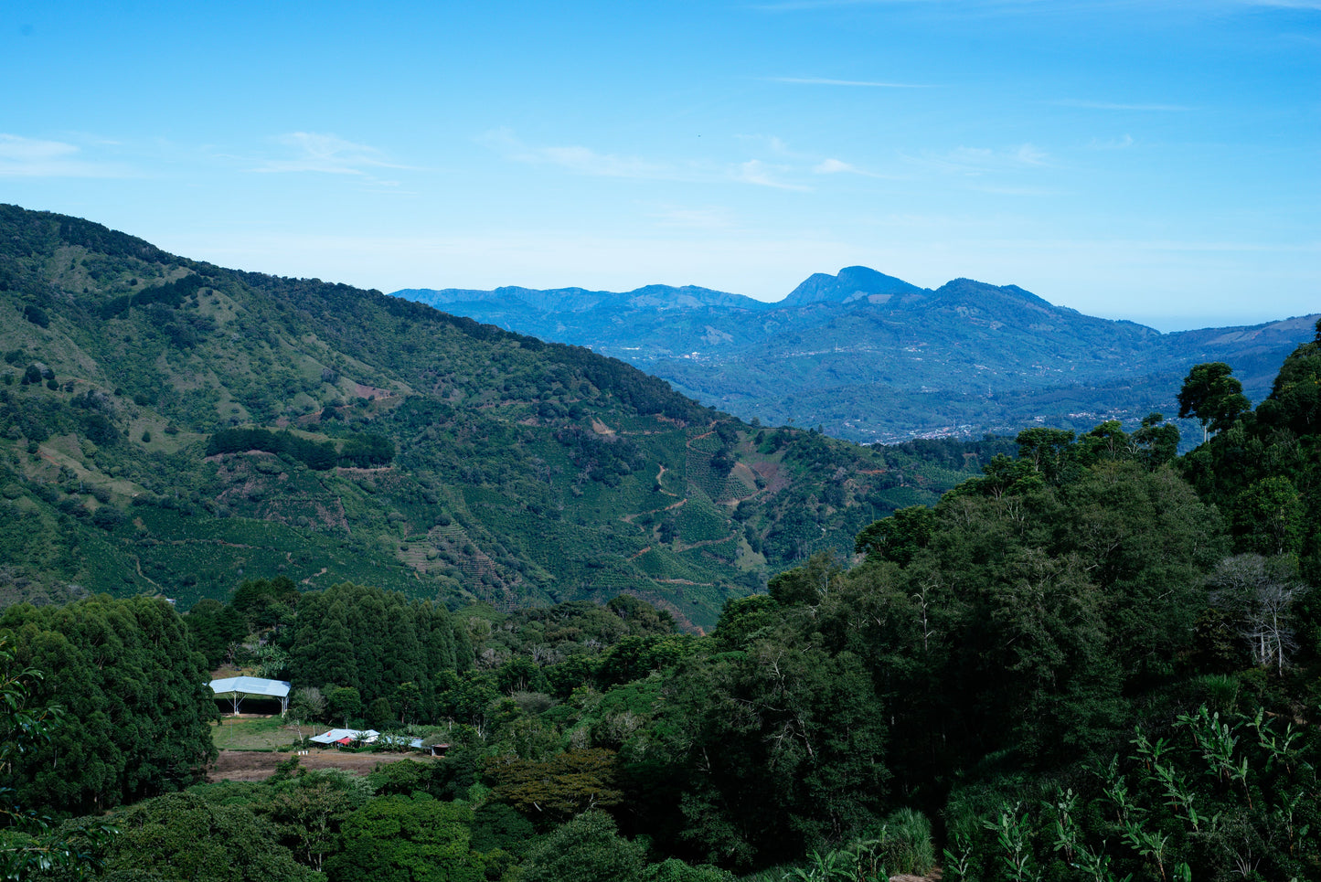 Costa Rica - Las Margaritas - Honey