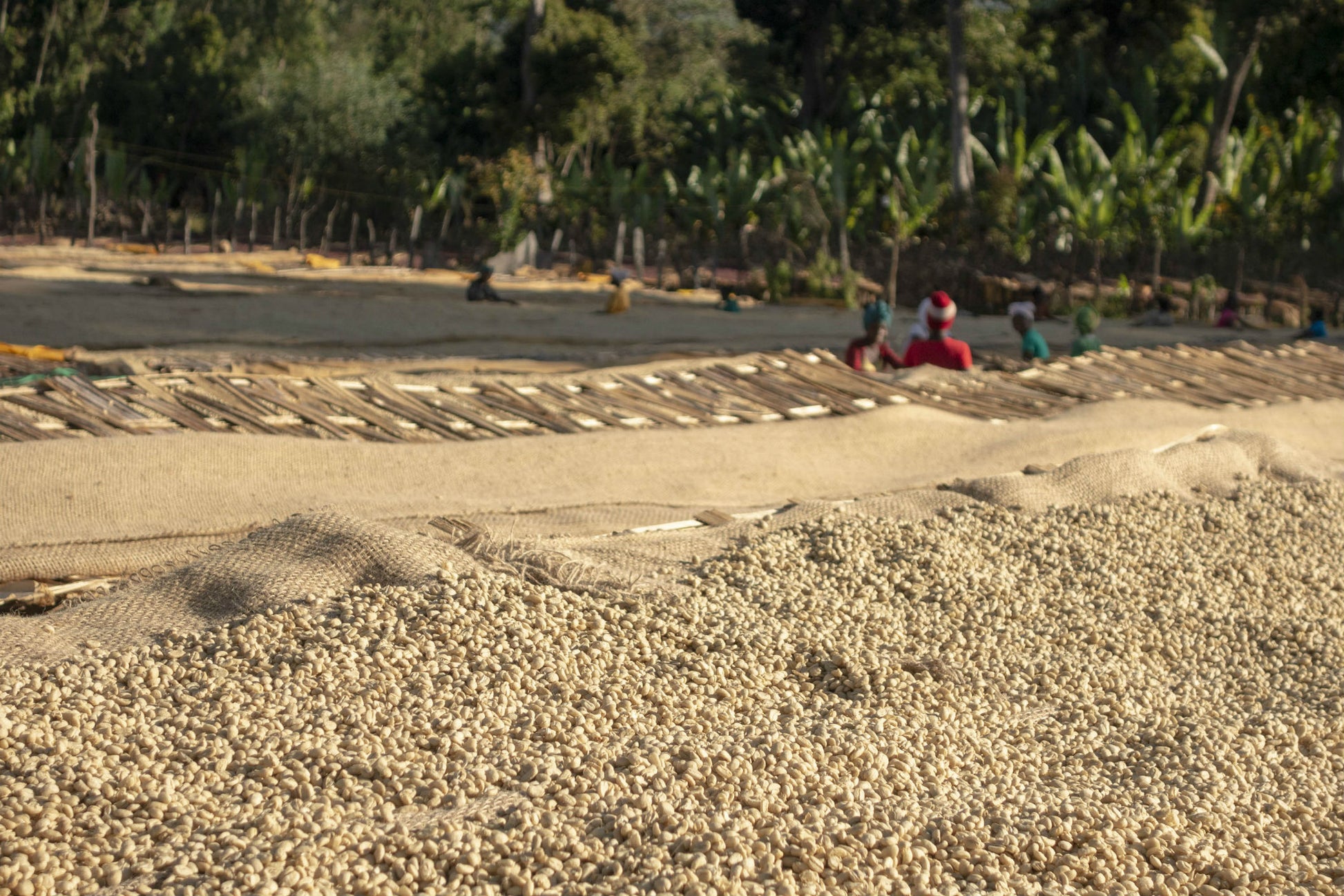 Ethiopia - Moplaco Kaffa - Outpost Coffee Roasters