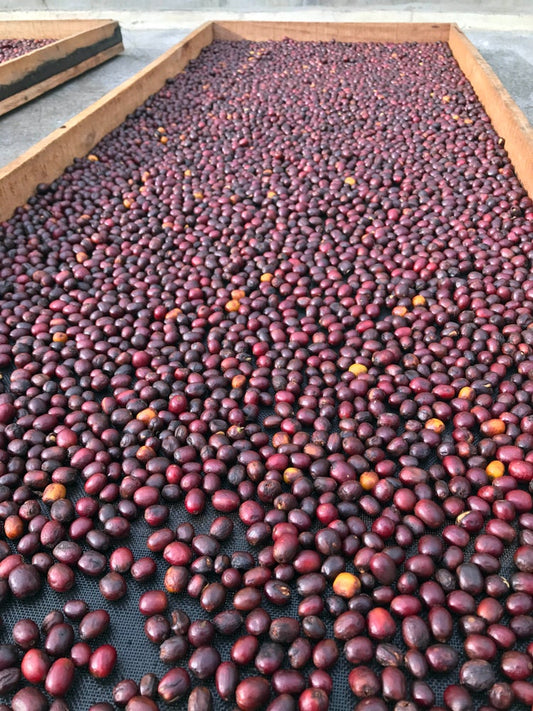 Colombia - Fruity Loops - Gesha