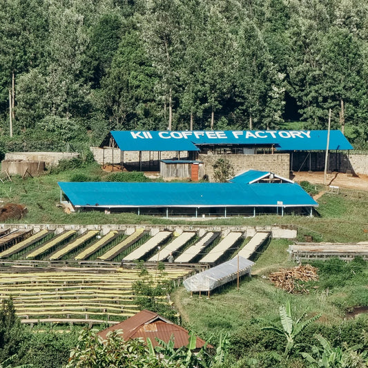 Winter Solstice - Seasonal Coffee